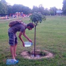 Посадити дерево мало. Йому слід ще допомогти Посадити дерево мало. Йому слід ще допомогти