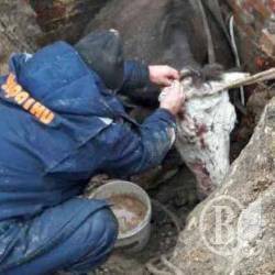 Врятували корову з двохметрової ями Врятували корову з двохметрової ями