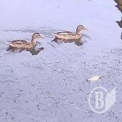 Чиє лайно тече у Стрижень? Чиє лайно тече у Стрижень?