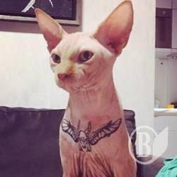 Тату коту і його гучне відлуння Тату коту і його гучне відлуння