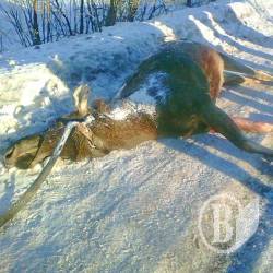 Розгляд справи про розстріл лосів знову не відбувся Розгляд справи про розстріл лосів знову не відбувся