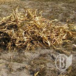 «Боротьба за врожай» кукурудзи успішно дочекалася снігопадів «Боротьба за врожай» кукурудзи успішно дочекалася снігопадів