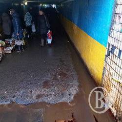 Яскрава новорічна Шерстянка Яскрава новорічна Шерстянка