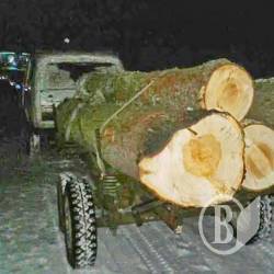 Дубові браконьєри добре підготувалися технічно, але забули замести сліди Дубові браконьєри добре підготувалися технічно, але забули замести сліди