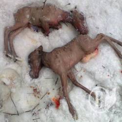 Поліція відкрила кримінальне провадження за фактом вбивства лося Поліція відкрила кримінальне провадження за фактом вбивства лося