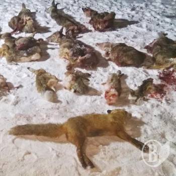 Криваві здобутки браконьєрів Криваві здобутки браконьєрів