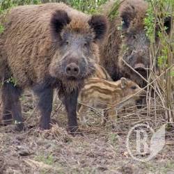 Свиняча чума випередила кулі мисливців Свиняча чума випередила кулі мисливців