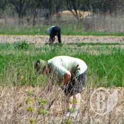 Третина квітня – «вихідні» Третина квітня – «вихідні»