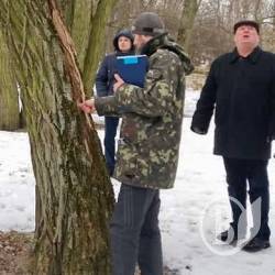 На Валу триває обстеженння дерев. По третьому колу На Валу триває обстеженння дерев. По третьому колу
