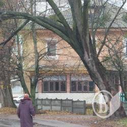 Дерева травмували двох чернігівців Дерева травмували двох чернігівців