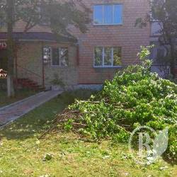 Дерево завалив нотаріус? Дерево завалив нотаріус?