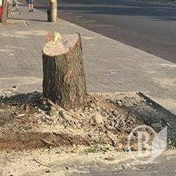 Комусь завадив клен на вулиці Рокосовського Комусь завадив клен на вулиці Рокосовського