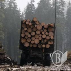 Засуджено браконьєрів за незаконні порубки лісу Засуджено браконьєрів за незаконні порубки лісу