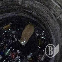 Врятували кота з підземелля Врятували кота з підземелля
