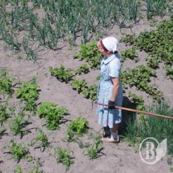 Що посіяли на Чернігівщині? Що посіяли на Чернігівщині?