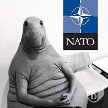 Вибачення за НАТО Вибачення за НАТО