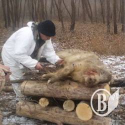 Більше свиней для кремації не знаходять Більше свиней для кремації не знаходять