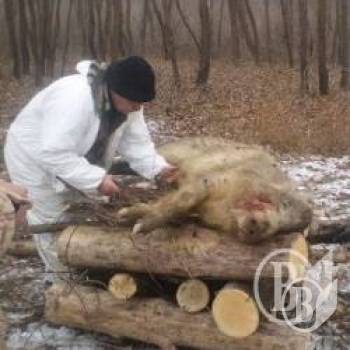 Більше свиней для кремації не знаходять Більше свиней для кремації не знаходять