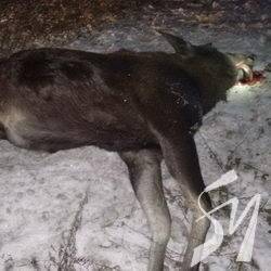 «Ощадбанк» угробив лося «Ощадбанк» угробив лося