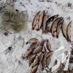 В грудні попалися 130 браконьєрів В грудні попалися 130 браконьєрів