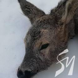 Зловили двох браконьєрів у Бобровицькому районі Зловили двох браконьєрів у Бобровицькому районі