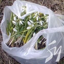 Скоро буде первоцвіт, який рвати заборонено Скоро буде первоцвіт, який рвати заборонено