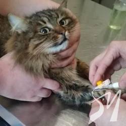 Як котів стерилізують. В борг Як котів стерилізують. В борг