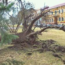 Буревій звалив красиві ялини у Чернігові Буревій звалив красиві ялини у Чернігові