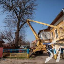 Жолуді чи гроші? – активісти врятували 300-літній дуб від спилювання Жолуді чи гроші? – активісти врятували 300-літній дуб від спилювання