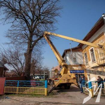 Жолуді чи гроші? – активісти врятували 300-літній дуб від спилювання Жолуді чи гроші? – активісти врятували 300-літній дуб від спилювання
