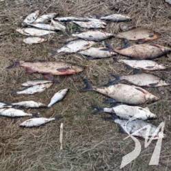 На Дніпрі прикордонники спіймали браконьєра На Дніпрі прикордонники спіймали браконьєра