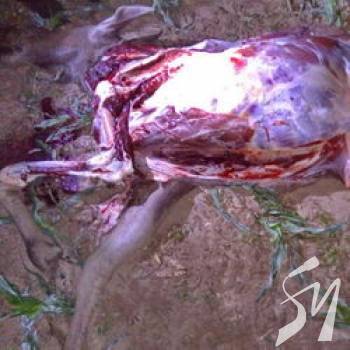      .     Subaru Forester