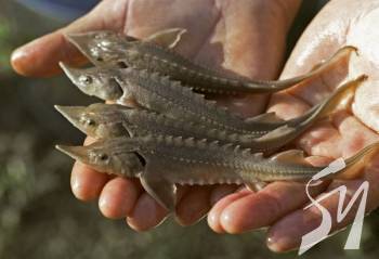 ��������� ����� ����