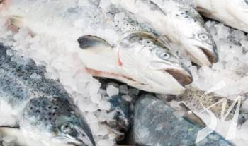 У 2019 році виробництво замороженої морської риби збільшилося на 19% У 2019 році виробництво замороженої морської риби збільшилося на 19%