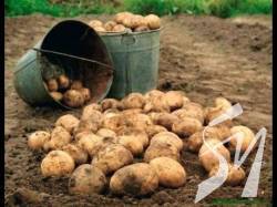 На Чернігівщині уже садять картоплю