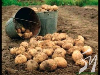 На Чернігівщині уже садять картоплю