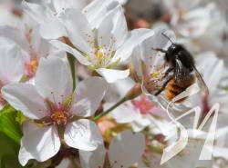 ��������������� ���������� ������� ������ �� ������