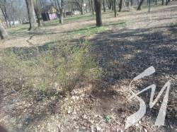 Викопали і пішли додому: ніжинки серед білого дня викрали кущ з парку Викопали і пішли додому: ніжинки серед білого дня викрали кущ з парку