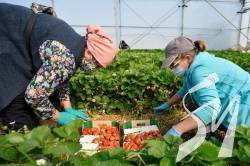 Ціни на полуницю в Україні стали рекордними за п'ять років Ціни на полуницю в Україні стали рекордними за п'ять років