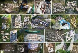 На Чернігівщині під час нересту у браконьєрів вилучено 958 кг незаконно добутої риби На Чернігівщині під час нересту у браконьєрів вилучено 958 кг незаконно добутої риби