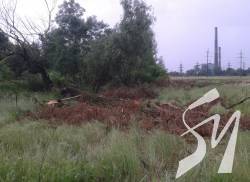 На узбіччі дороги біля Киїнки знищено 33 дерева На узбіччі дороги біля Киїнки знищено 33 дерева