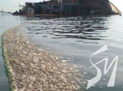 В Одесі стався витік нафтопродуктів з затонулого танкера Delfi . ФОТО В Одесі стався витік нафтопродуктів з затонулого танкера Delfi . ФОТО