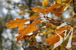 ������ ������ ���������: �������� � ������ ���� � �����