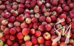В Україні рекордно високі ціни на яблука: що стало причиною 