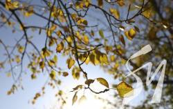 �������� ���������� ����� ���� �������� � ������ ��������� - ��������