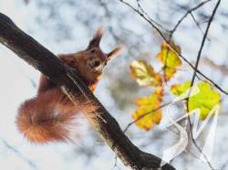 �������� ���������� �������� ��� ���� ������: ������ ���� �� �����������