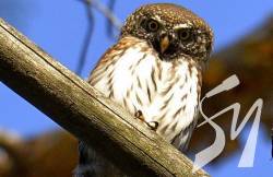 � ��������������� ���������� ����� �������� ���� � ������ 