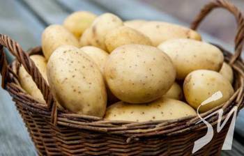 Фермерам Чернігівщини вдалося майже втричі збільшити врожайність картоплі Фермерам Чернігівщини вдалося майже втричі збільшити врожайність картоплі