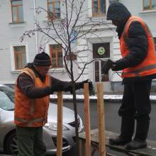 Зеленбуд готує міські дерева до зими Зеленбуд готує міські дерева до зими