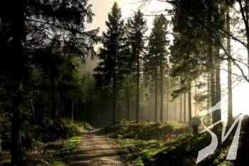 � ������ ������ ��������� ����������� �������������� ���